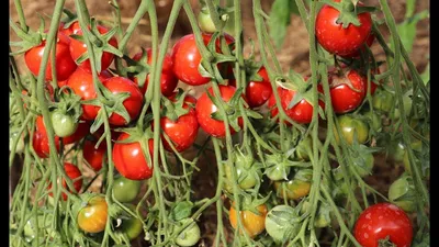 Семена томата Поцелуй герани (обычный лист) с доставкой