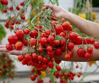 Семена Томат Гераниум Кисс (Поцелуй герани), 10 шт, Наш сад - купить в  Москве, цены на Мегамаркет