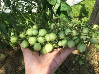 Поцелуй герани (Geranium Kiss) - П — сорта томатов - tomat-pomidor.com -  отзывы на форуме | каталог