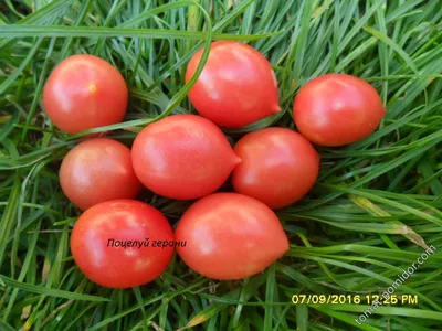 томат Поцелуй герани-2 (Гераниум кисс-2)