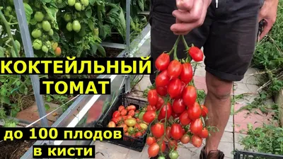 семена томата Поцелуй герани, купить за 18.00 грн. :: Rastim