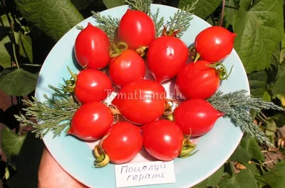 поцелуй герани - Альбомы - tomat-pomidor.com
