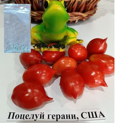 Если ещё не сажали томат Поцелуй Герани, обязательно посадите! (Это мое  мнение.) | Дачница Подмосковья | Дзен