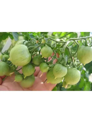 Помидоры «Поцелуй герани»: описание сорта. Можно выращивать даже на балконе  | Огородные шпаргалки | Дзен