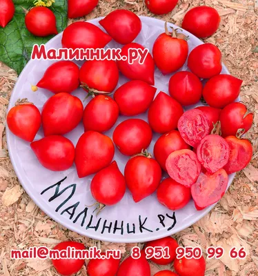 Коллекционные томаты - купить по выгодным ценам в интернет-магазине OZON  (860547229)