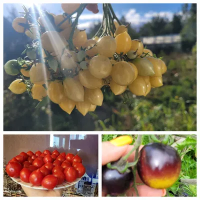 Томаты г. Мосты, Беларусь on Instagram: \"🍅 Томат Поцелуй герани (Geranium  Kiss). Сорт относится к разновидности черри. Низкорослый сорт томата  детерминантного типа в открытом грунте вырастает не выше 50 см, в закрытых