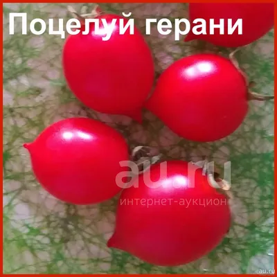 Семена овощей :: томат ГЕРАНИУМ КИСС (ПОЦЕЛУЙ ГЕРАНИ) - От посадки до уборки