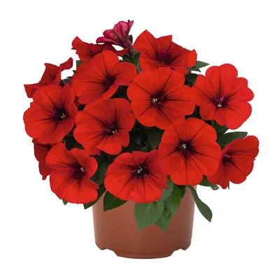 Potunia® Dark Red 2022 - Products - Dümmen Orange