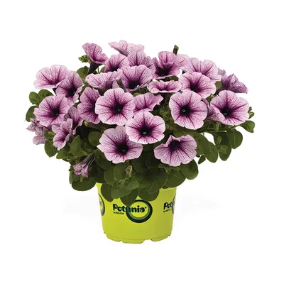 Petunia 'Potunia Piccola Blue Ice' Petunia | Garden Center Marketing