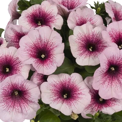 https://www.agroviola.ru/product/32322-petuniya-potunia-piccola-white-2024-vesna-24