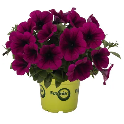 Potunia™ Purple - Straathof Young Plants