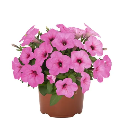 Petunia, Potunia Blueberry Muffin - Campbell's Nursery