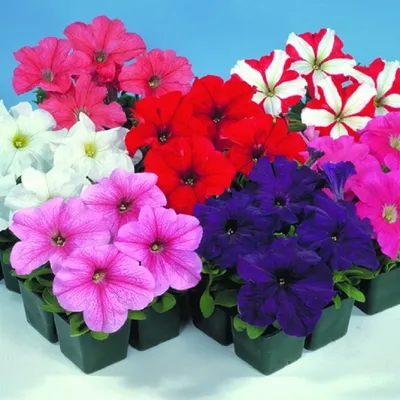 Petunia 'Potunia Plus Papaya' Petunia | Garden Center Marketing