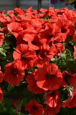 Potunia™ Plus Purple Halo - Straathof Young Plants