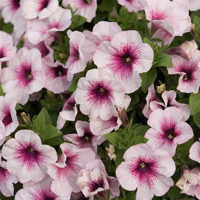 Petunia Potunia Collection - JParkers