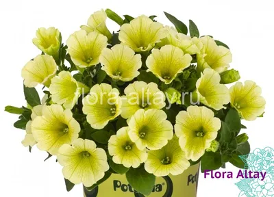 Petunia - Apulia Plants