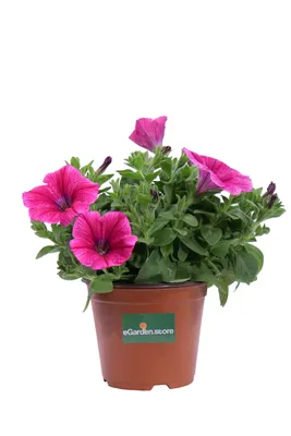 https://www.agroviola.ru/product/32155-petuniya-potunia-yellow-vesna-24