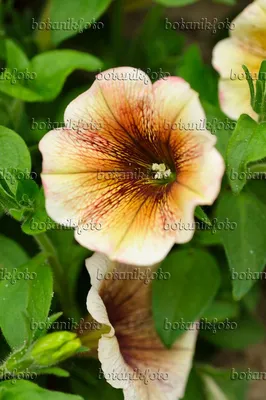 Potunia Flower Plant - Boota.pk
