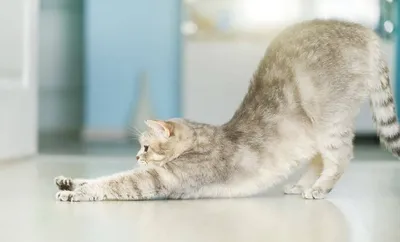 Картинка кошки в позе йоги - загрузка в любом формате