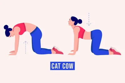 Изображение позы кошки йога в формате jpg, png или webp