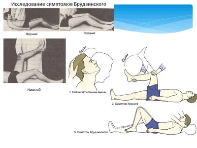 Поза легавой собаки фото фотографии