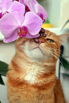 Orchids | Orchid photography, Orchids, Rare flowers