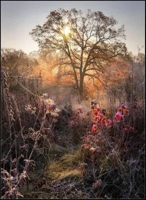 Поздняя осень..4 / Поздняя осень..4 / Фотография на PhotoGeek.ru