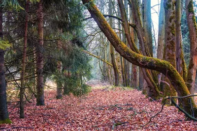 Поздняя осень в деревне Stock Photo | Adobe Stock