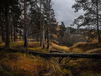 поздняя осень утро фото | Landscape, Nature, Landscape photos