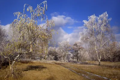 Поздняя весна фото фотографии