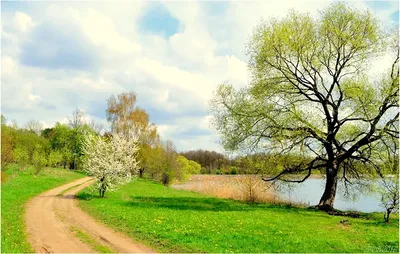 Речецветик : Поздняя весна