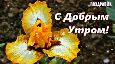 Открытки и С Добрым утром - пожелания, стихи