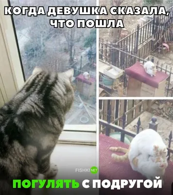 Позитивные и смешные картинки
