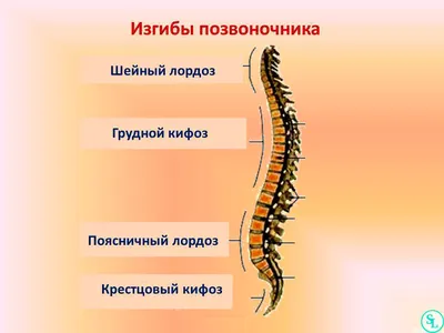 Церебральный паралич - причины появления, симптомы заболевания, диагностика  и способы лечения