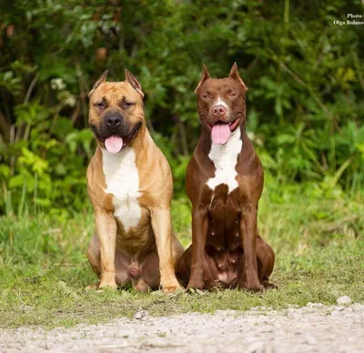 Питбуль Прайтер Это новая порода собак,... | Интересный контент в группе  Зоогостиница (Передержка собак) в Саратове