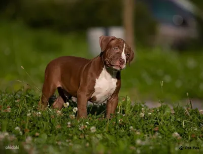 Собака Прайтер - описание породы, фото щенков и цена питбуля прайтер |  Pet-Yes
