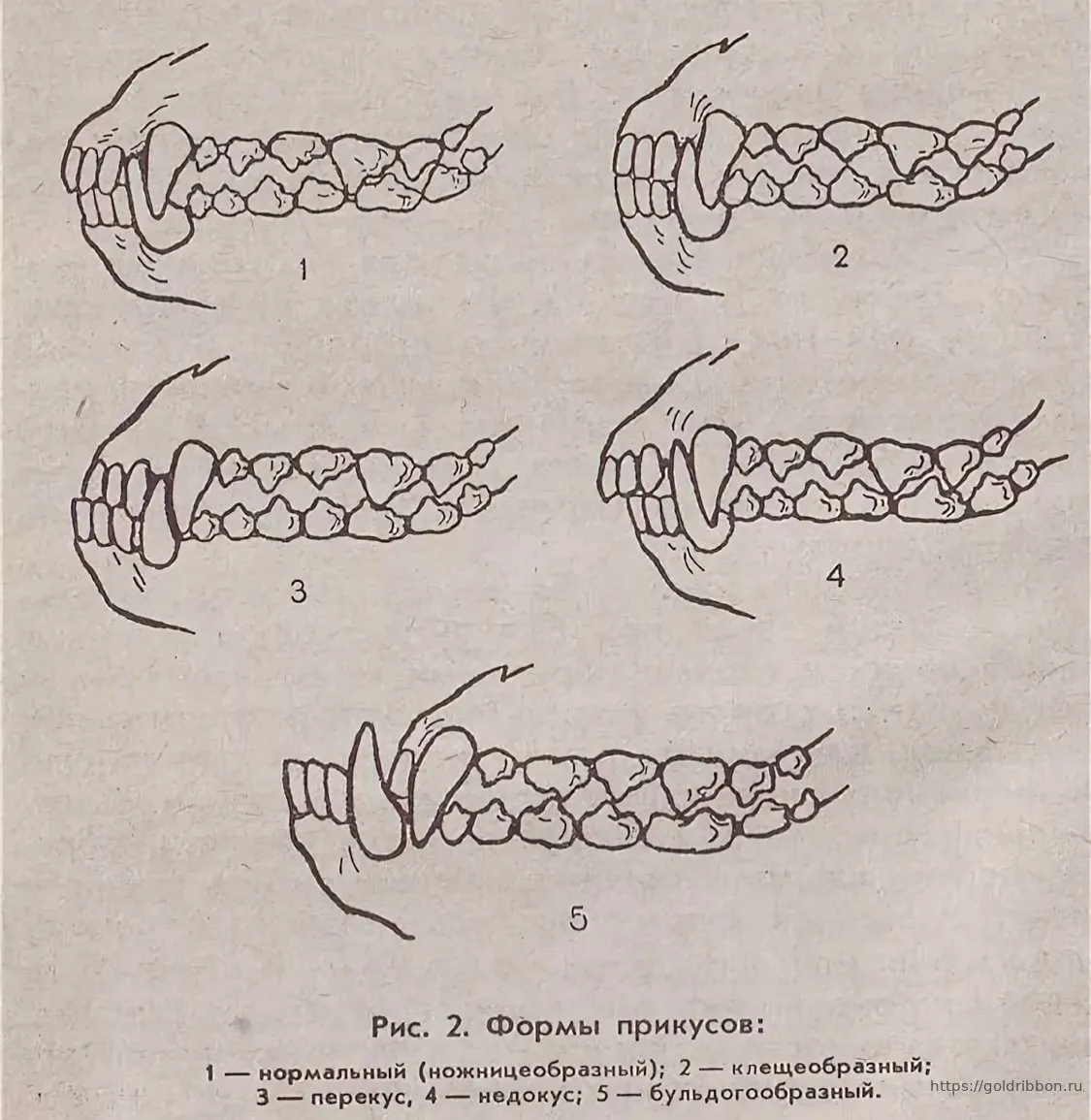 Перекус зубы. Правильный ножницеобразный прикус схема. Перекус и недокус у собак. Ножницеобразный прикус у собак. Ножницеобразный прикус прикус собаки.