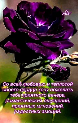 Картинки \"Доброго вечера и спокойной ночи!\" (181 шт.)