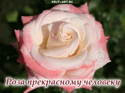 Купить Открытка «Прекрасному человеку в прекрасный день»