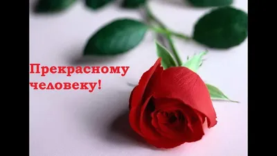 Прекрасному человеку #цветы #привет #рекомендации #топ #рек #tiktok | TikTok