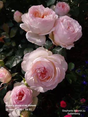 Букет \"Прекрасные розы\" купить в Азове - Заказать с доставкой недорого