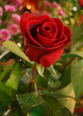 Прекрасные розы на общих планах 28.06.23. Фотогалерея | Майя о розах и не  только | Дзен