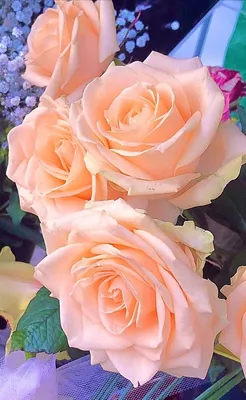 Пин от пользователя Sandy Odegard на доске Roses | Коралловые розы,  Красивые розы, Красивые цветы
