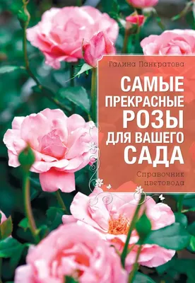 Купить Самые прекрасные розы в Минске в Беларуси | Стоимость: за 16.37 руб.