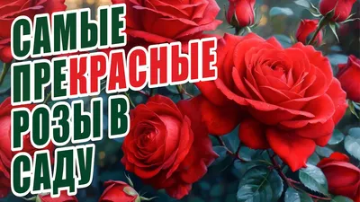 Букет из прекрасной розы, артикул F1227308 - 2200 рублей, доставка по  городу. Flawery - доставка цветов в Сургуте