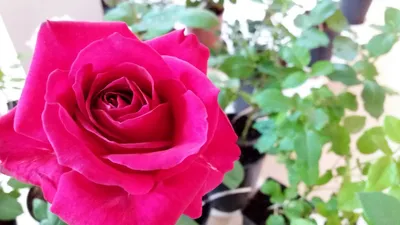 Прекрасные розы фото фотографии