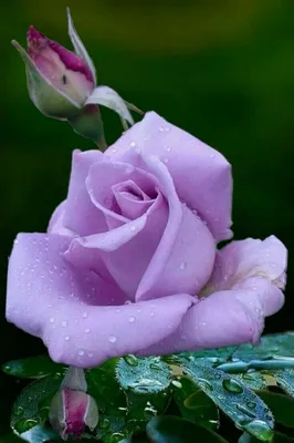 Фотообои Прекрасные розы на стену. Купить фотообои Прекрасные розы в  интернет-магазине WallArt