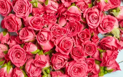 Как вырастить красивые розы - секрет от огородников | Стайлер