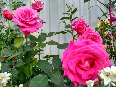 Фотообои Прекрасные розы, акварель на стену. Купить фотообои Прекрасные розы,  акварель в интернет-магазине WallArt