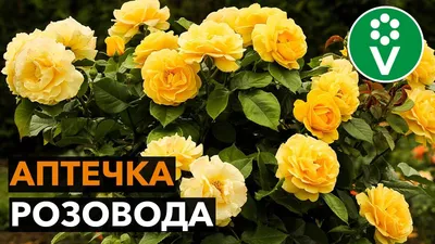 Купить Букет цветов \"Прекрасные розы\" в Москве недорого с доставкой